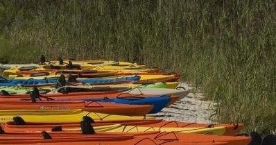 Rows of colorful kayaks beached on grassy shoreline for rentals