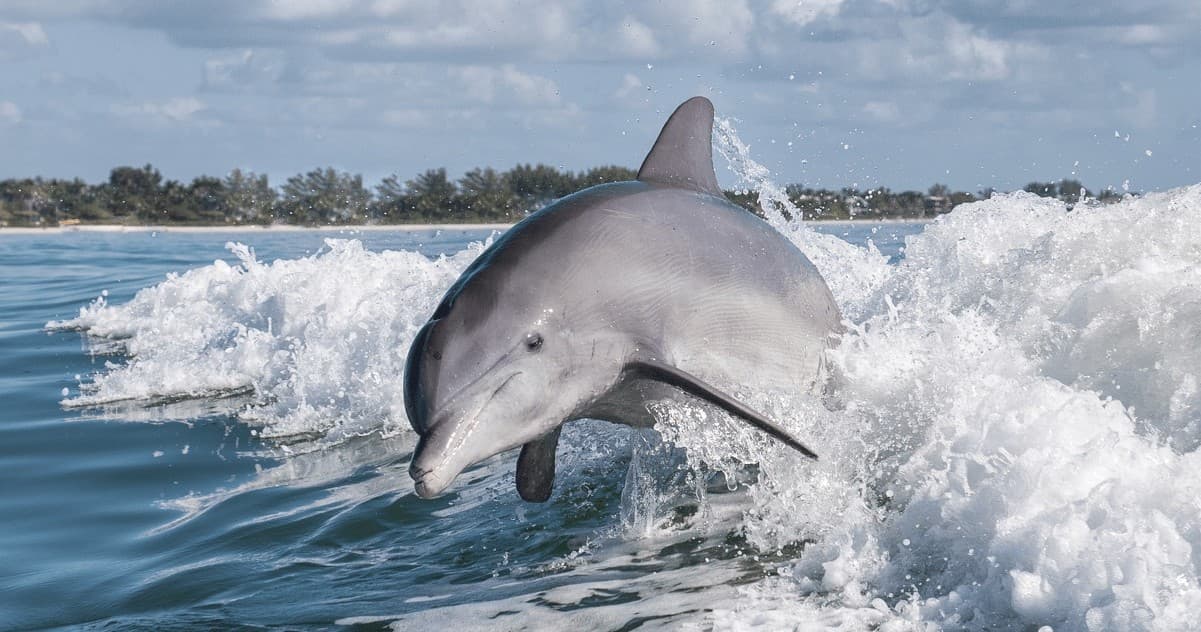 Explore Southwest Florida's Wild Dolphins with Bonita Boat Tours