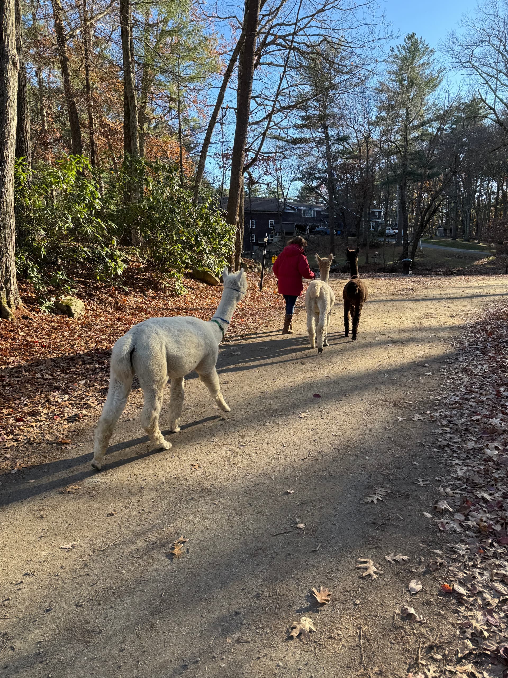 Alpaca Trail Treks in Georgetown, MA: 45-Minute Farm Walks & Animal Handling photo 2