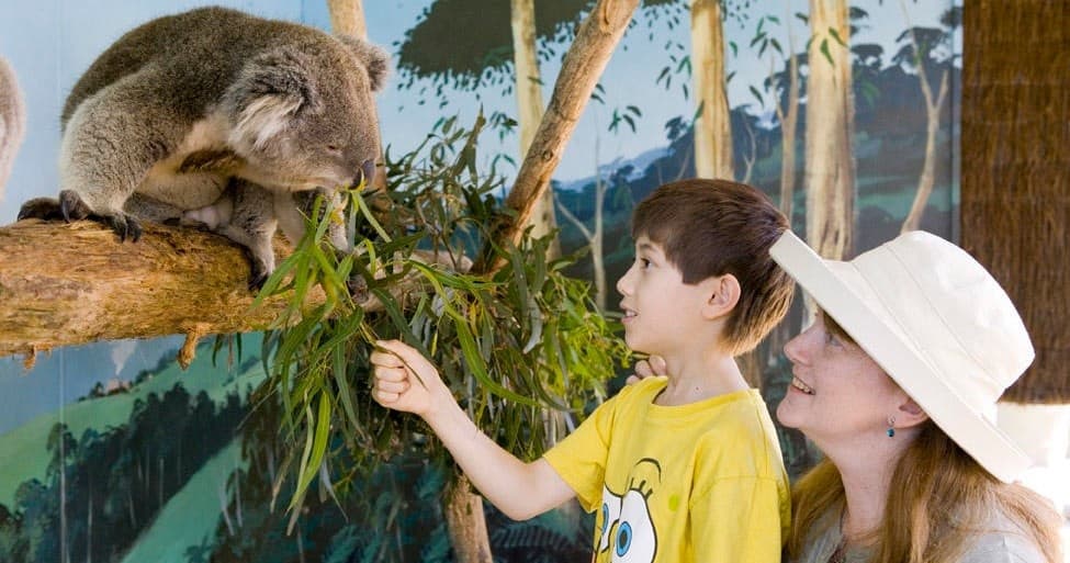 Wildlife & Nature Adventure at Maru Koala and Animal Park