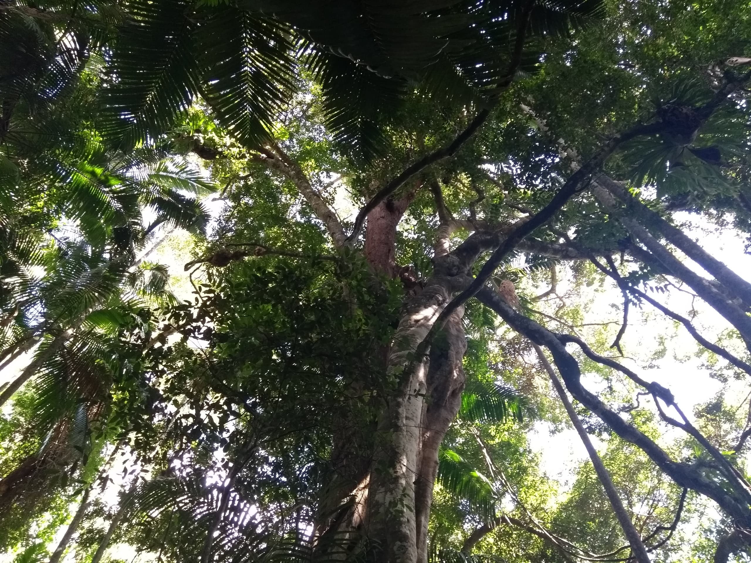 Tamborine Mountain Day Tour: Rainforest Skywalk, Gallery Walk & Curtis Falls