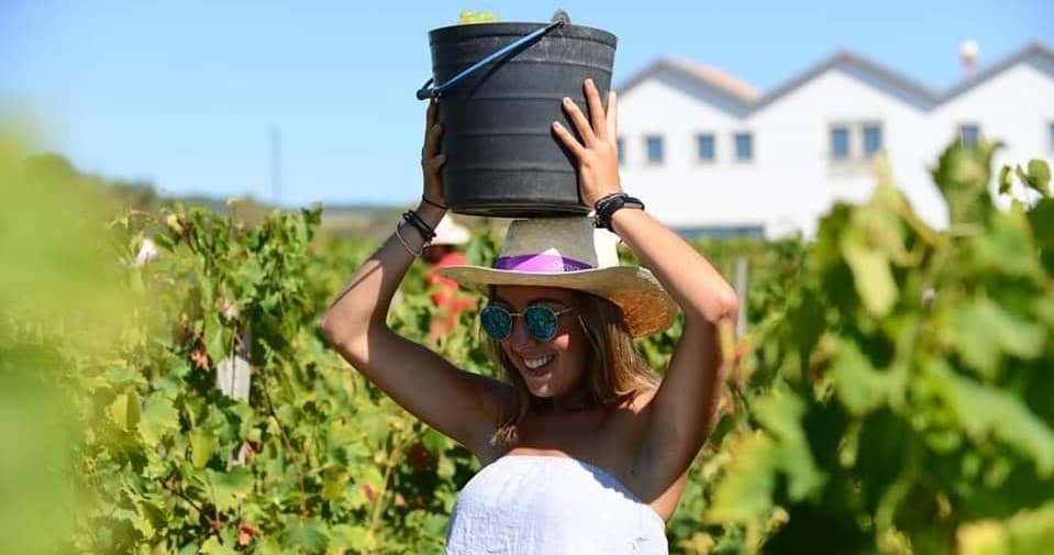 Grape Harvest in Favaios with Farm Experiences & Tours