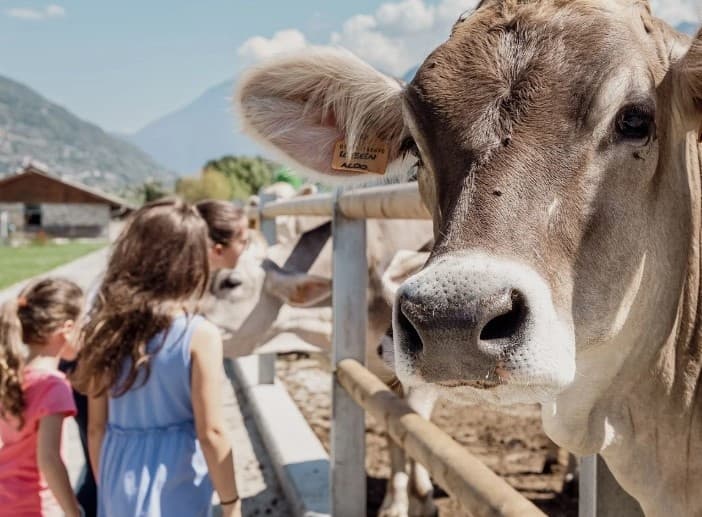 Lake Como Boat, Spa & Valtellina Day: Agri Relais Lunch and Sensory Spa Journey photo 3