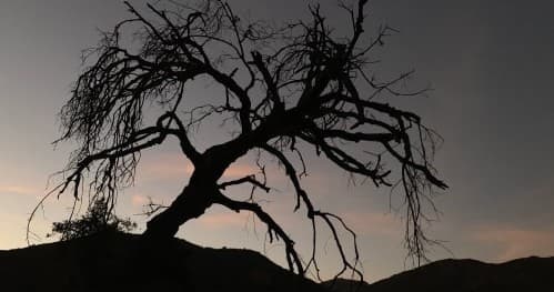 Silhouetted gnarled tree on ridge at sunset, dramatic landscape