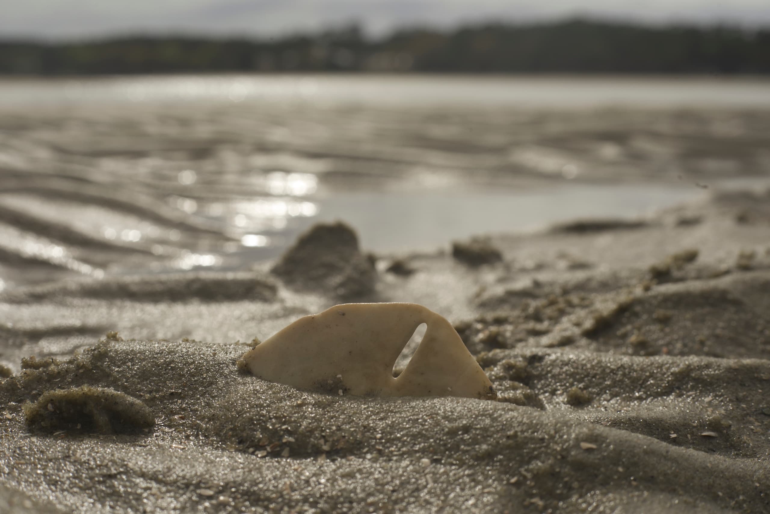 Explore Hilton Head’s Disappearing Island and Dolphin Encounter: A Unique Lowcountry Adventure