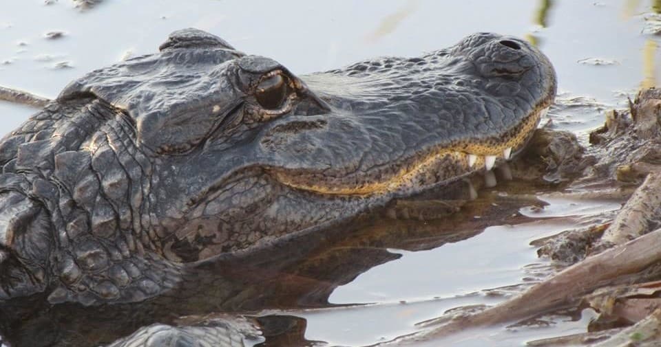 Adventure in the Everglades: Ride The Wind’s Private Airboat Tour