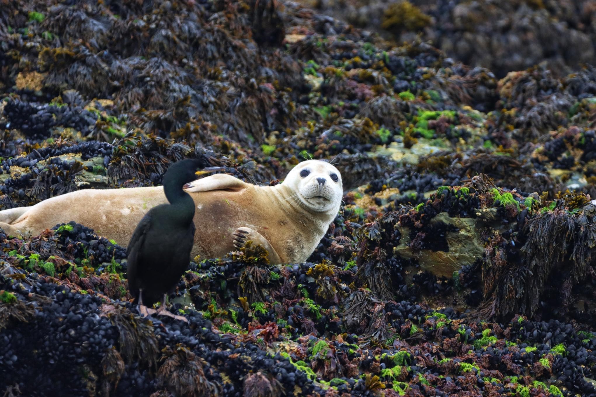 Water Activities: Sea Safari with St Ives Boat Services in Cornwall