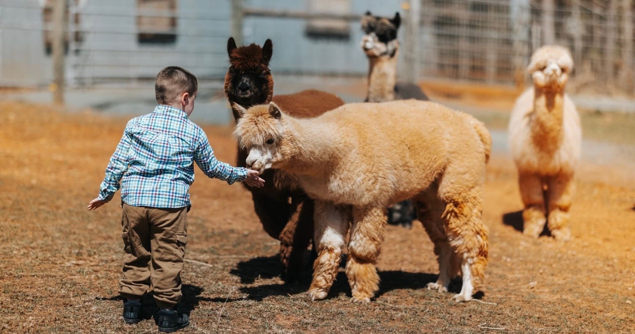 Farm & Animal Encounters at Sacred Acres Farm