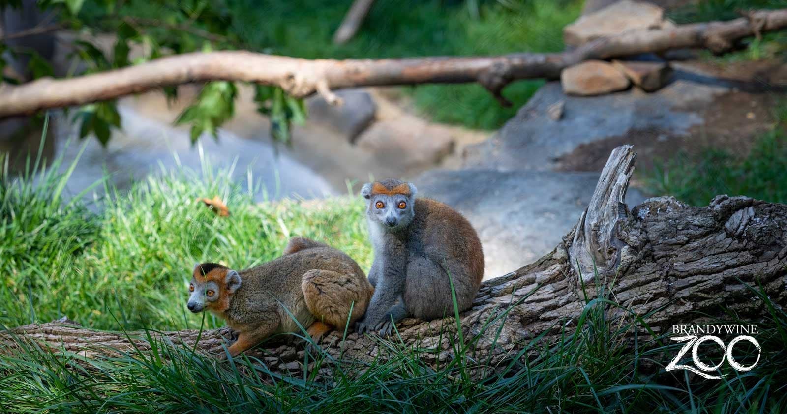 Evening Wild Encounters at Brandywine Zoo, Wilmington
