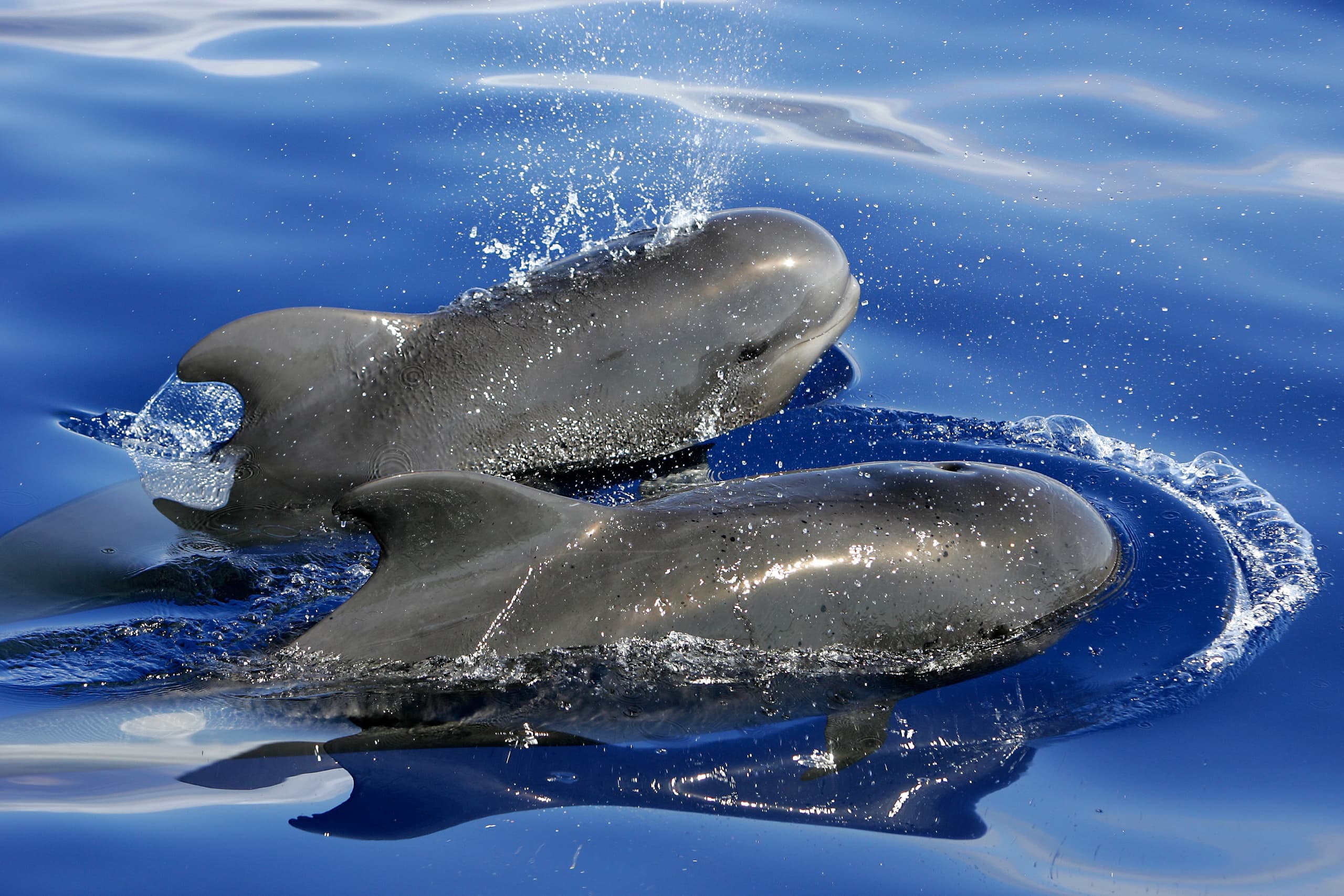 Pilot whales surfacing in calm open ocean on wildlife tour