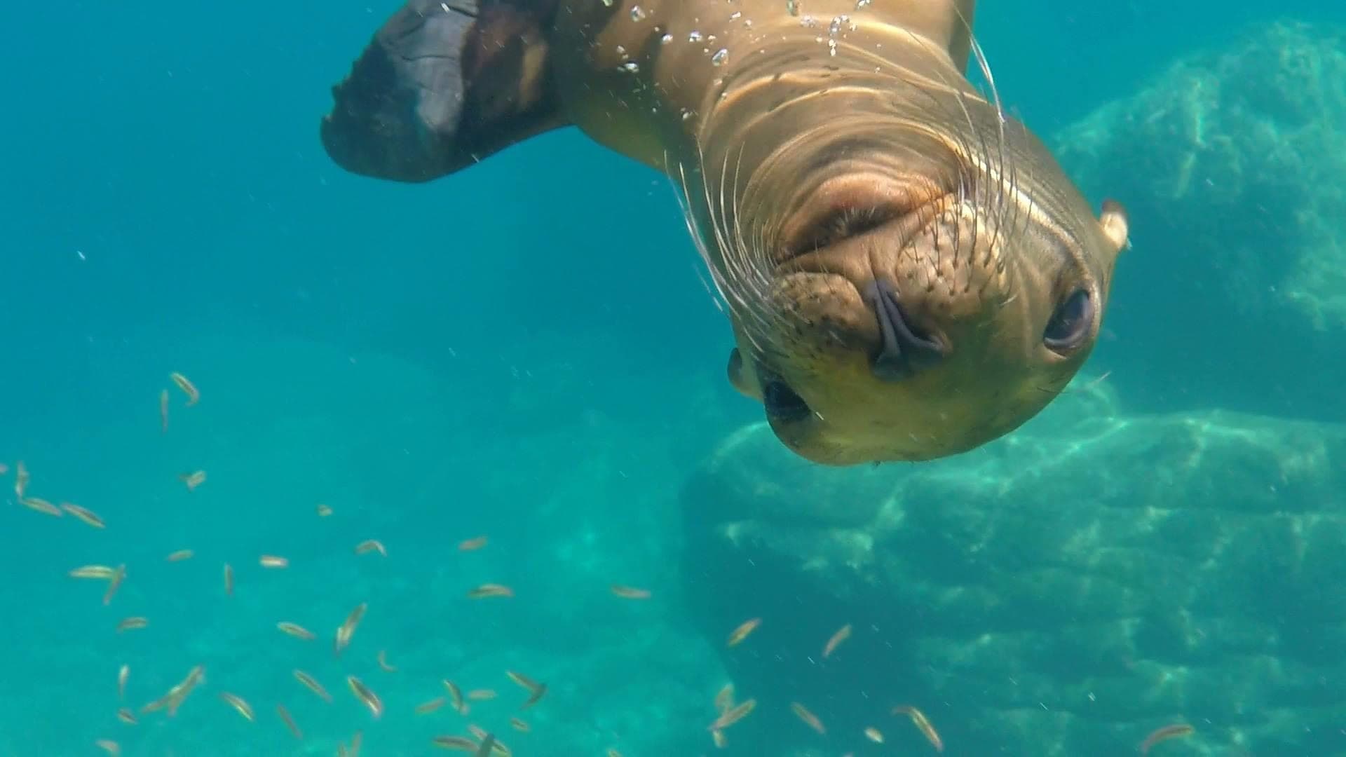 Water-activities in La Paz: Isla Espiritu Santo Private Tour