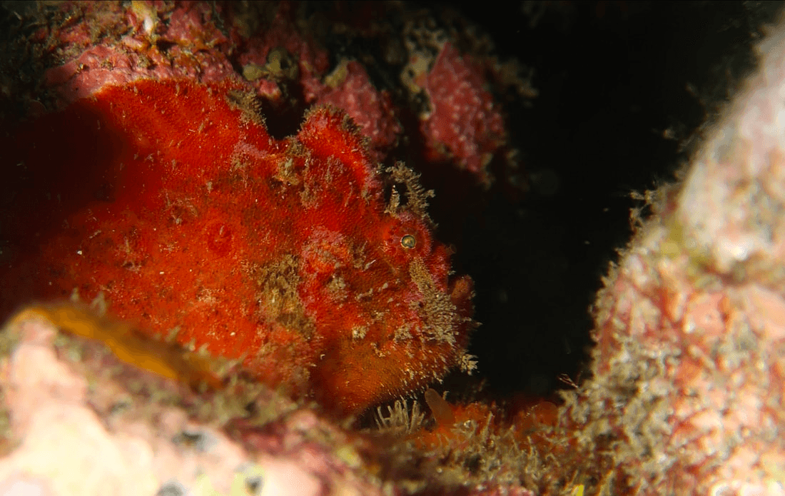 Scuba Diver Certification with Punkfish Diving in La Palma