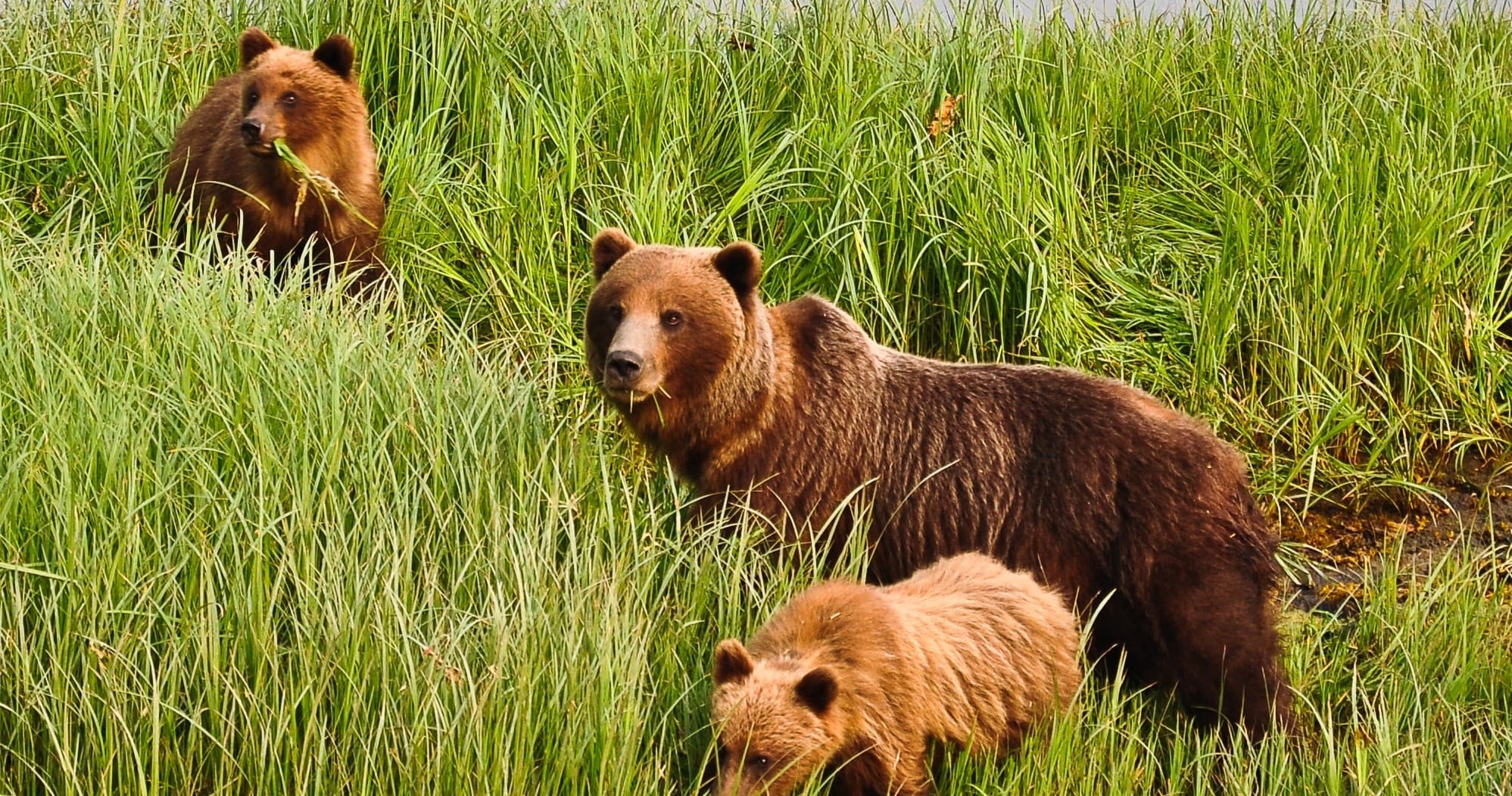 Ultimate Alaska 3-Day Photo Tour in Sitka