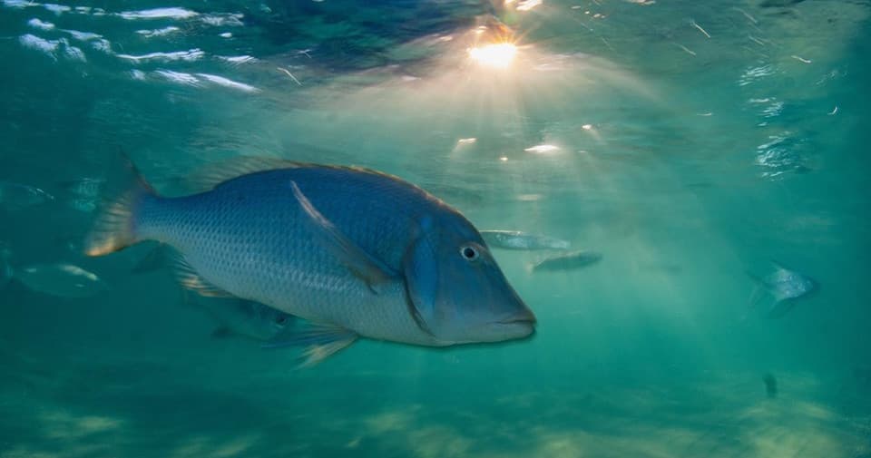 Blue reef fish swimming under sunlit tropical shallow water