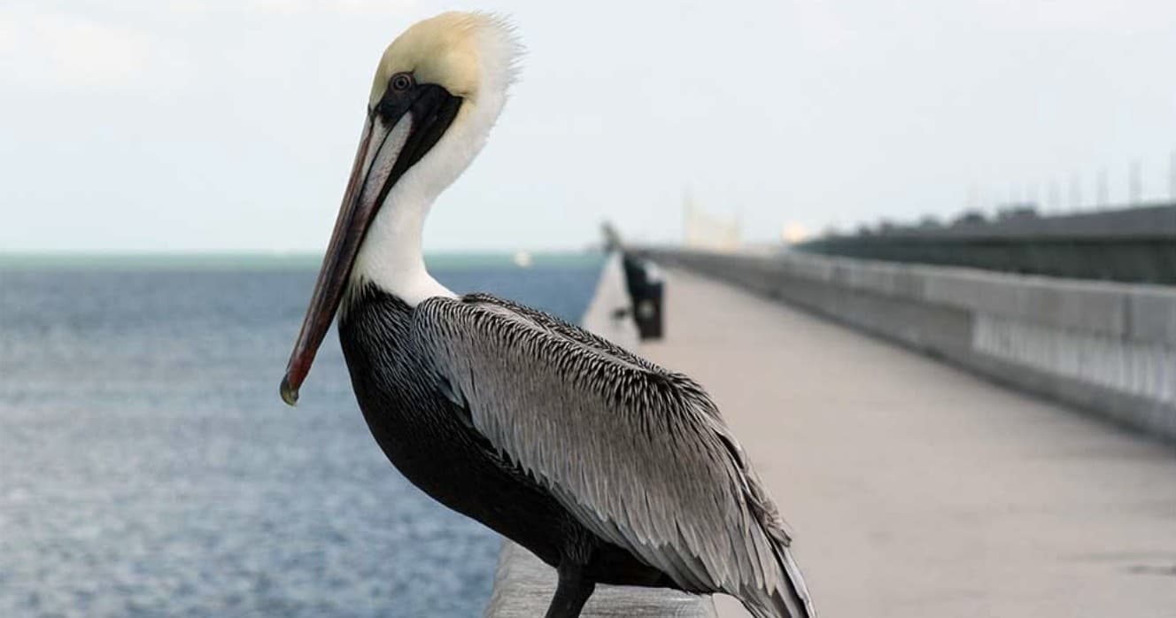 Brown pelican perched on pier, coastal wildlife at waterfront