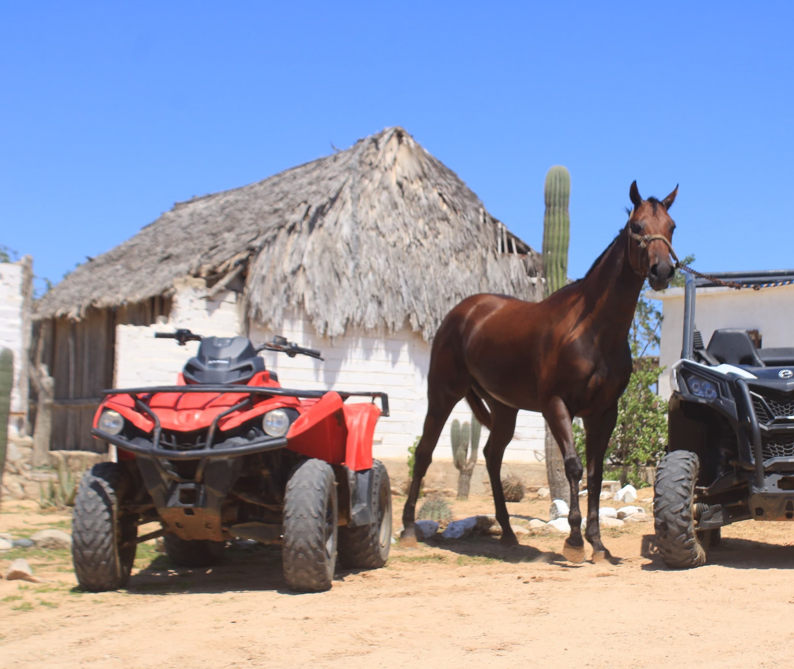Outdoor Adventure & Horseback Tour at Rancho San Cristobal