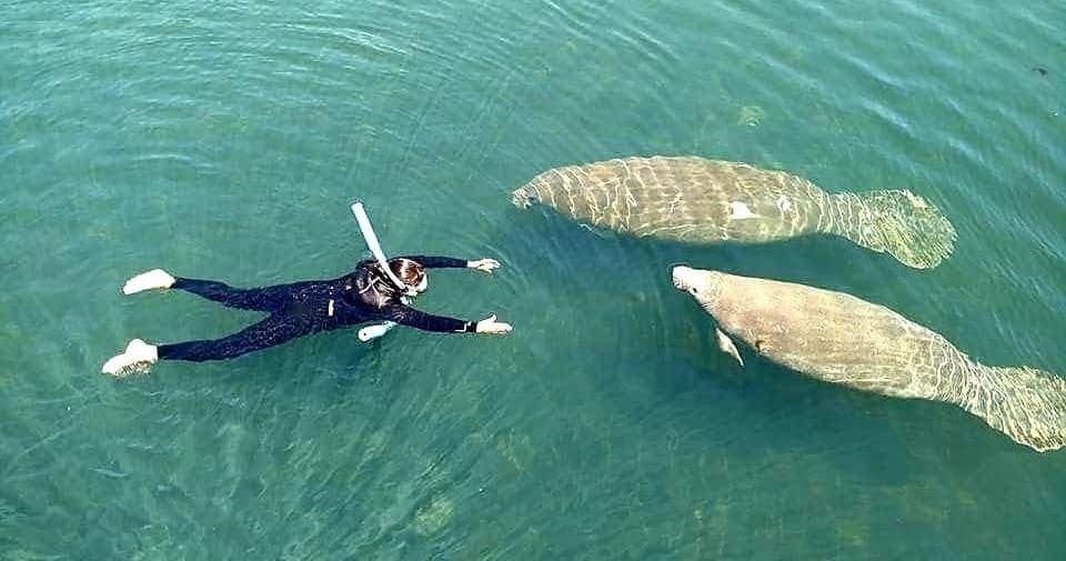 Manatee Viewing & Swimming Adventure in Homosassa, FL
