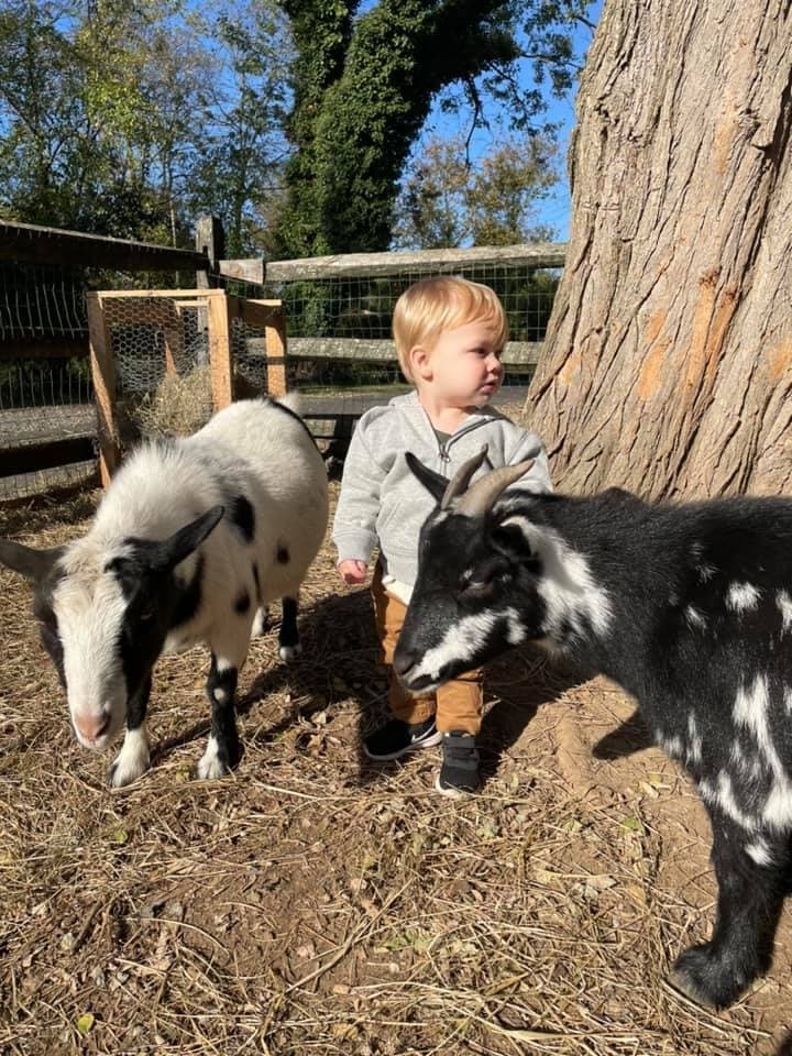 Private Baby Goat Snuggle & Care in Dresher, PA