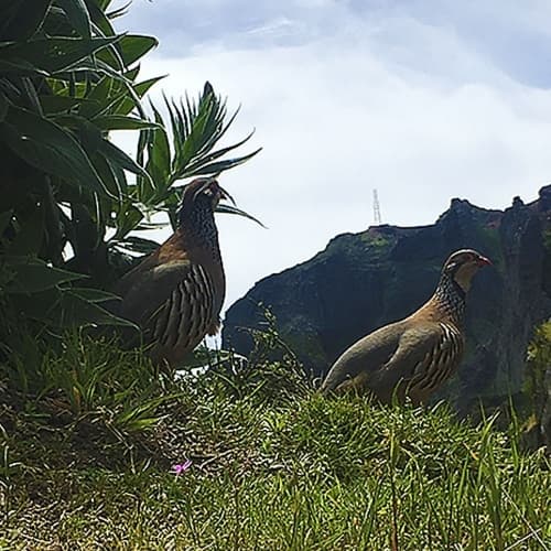 Mountain Hiking with Experiences Madeira in Funchal