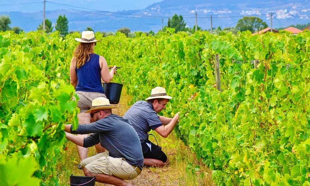 Wine & Vineyard Adventure at Douro Valley by Da Vinha ao Vinho