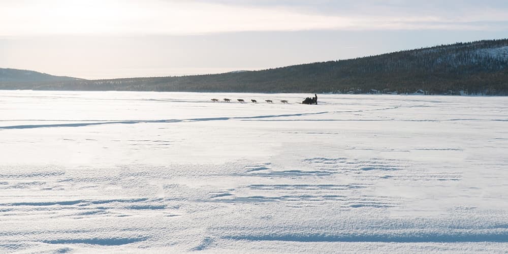 Winter Wildlife & Dog Sledding at Active Lapland