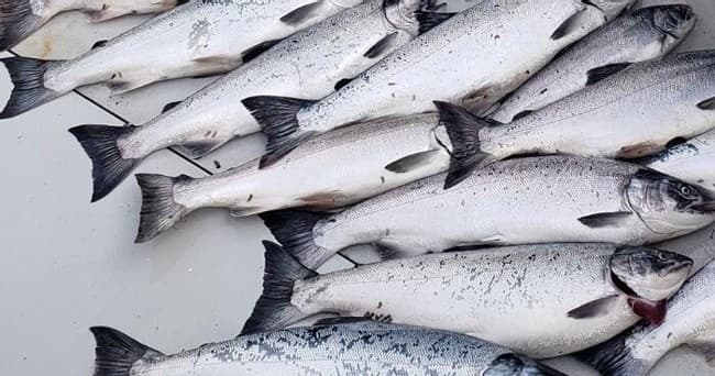 Stack of caught salmon laid out on boat deck after fishing trip