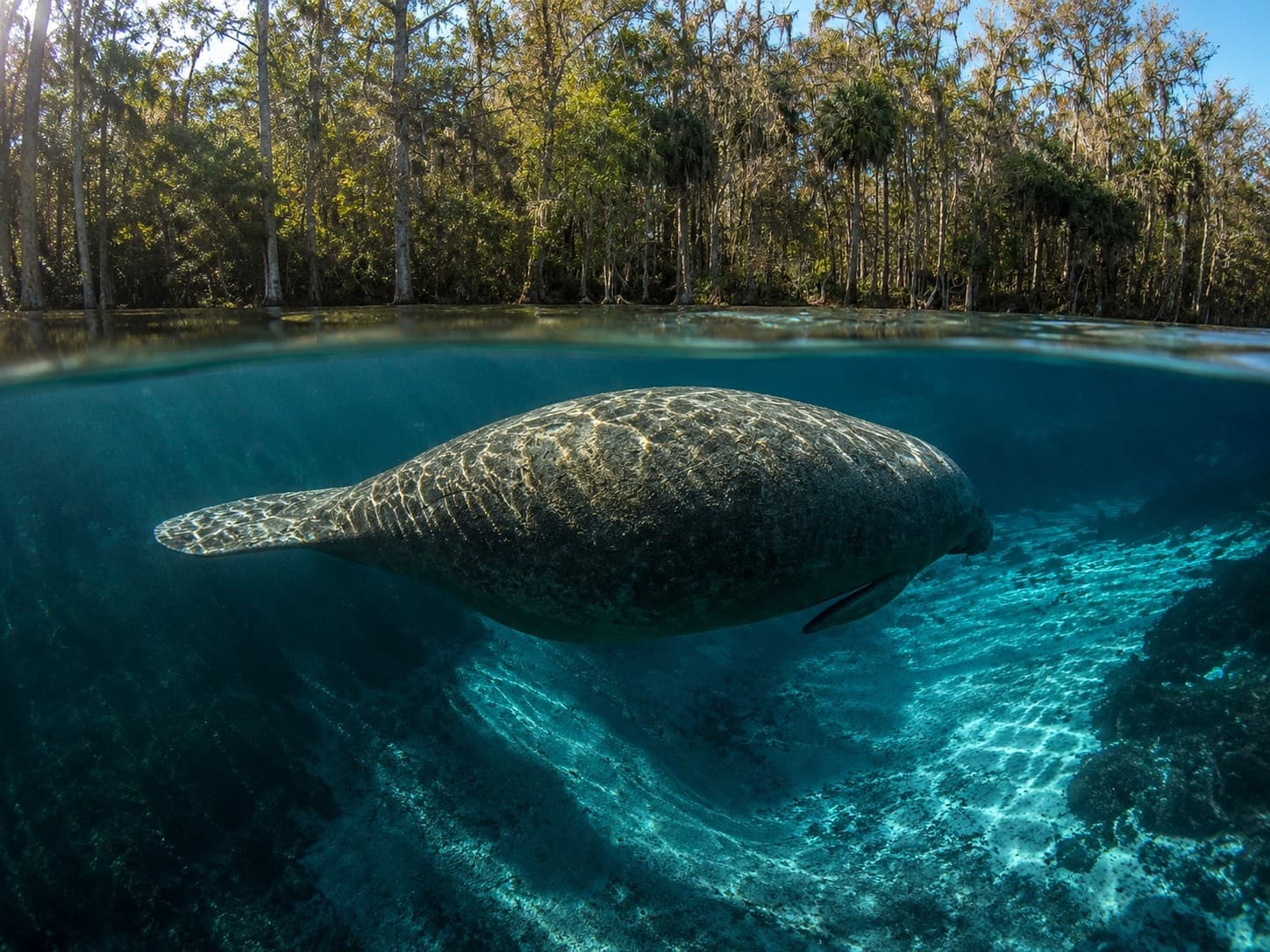 Paddle the Silver River: Clear-Kayak Wildlife Tour at Silver Springs