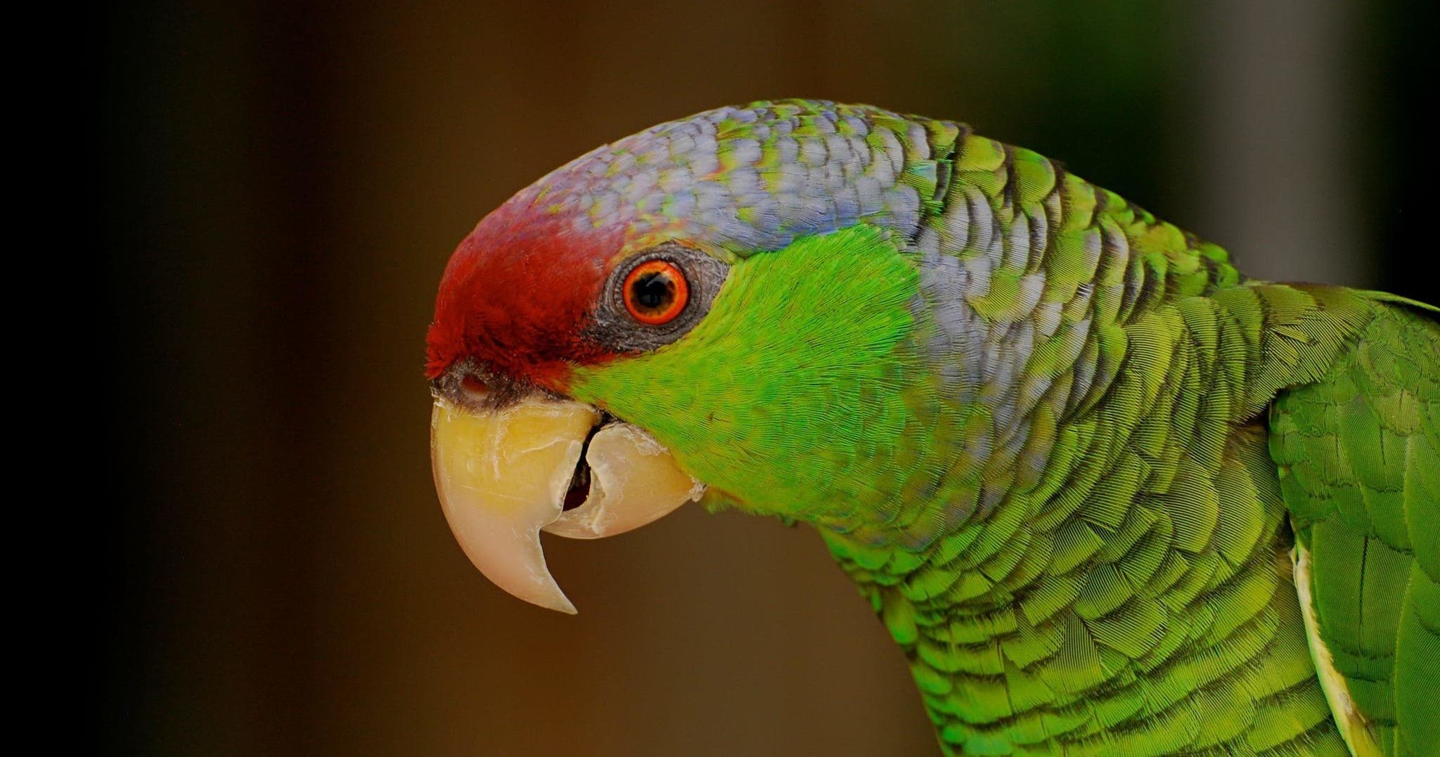 Close-up red-crowned parrot portrait at Sarasota outdoor wildlife garden