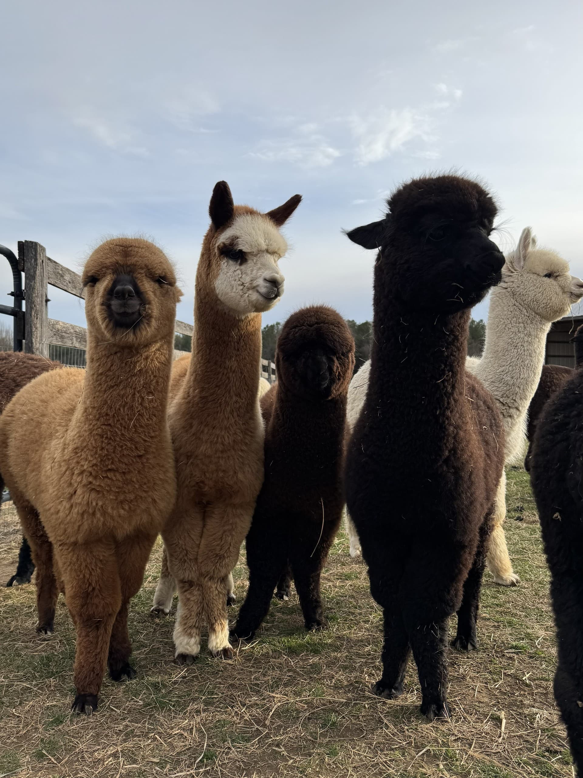 Happy Hour Hangout: Adults-Only Alpaca Pasture in Finksburg, MD photo 2