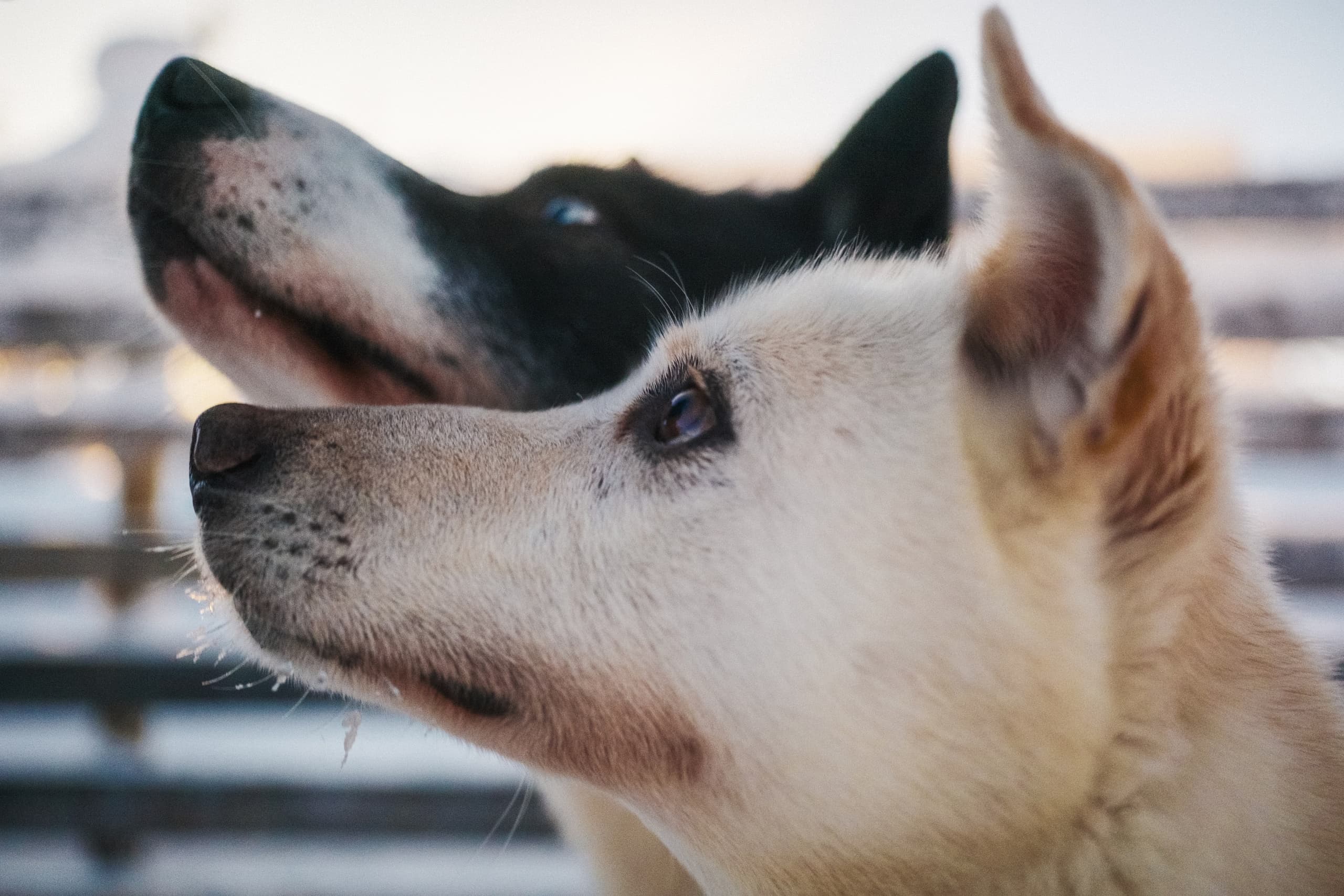 Husky and Reindeer Combo Ride — 3-Hour Arctic Sled Adventure in Rovaniemi photo 2