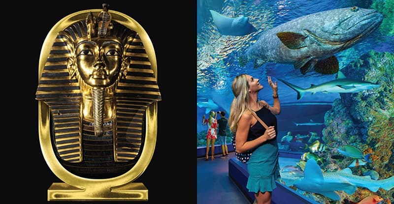 Water Activities & Cultural Odyssey with Cairns Aquarium