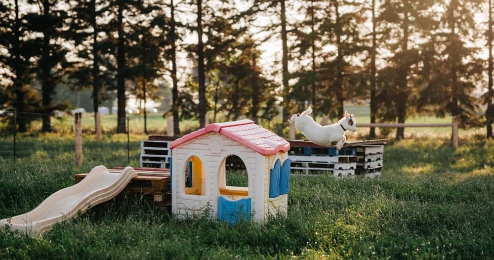 Land Adventures with Goat Recess at Udderly Ridiculous