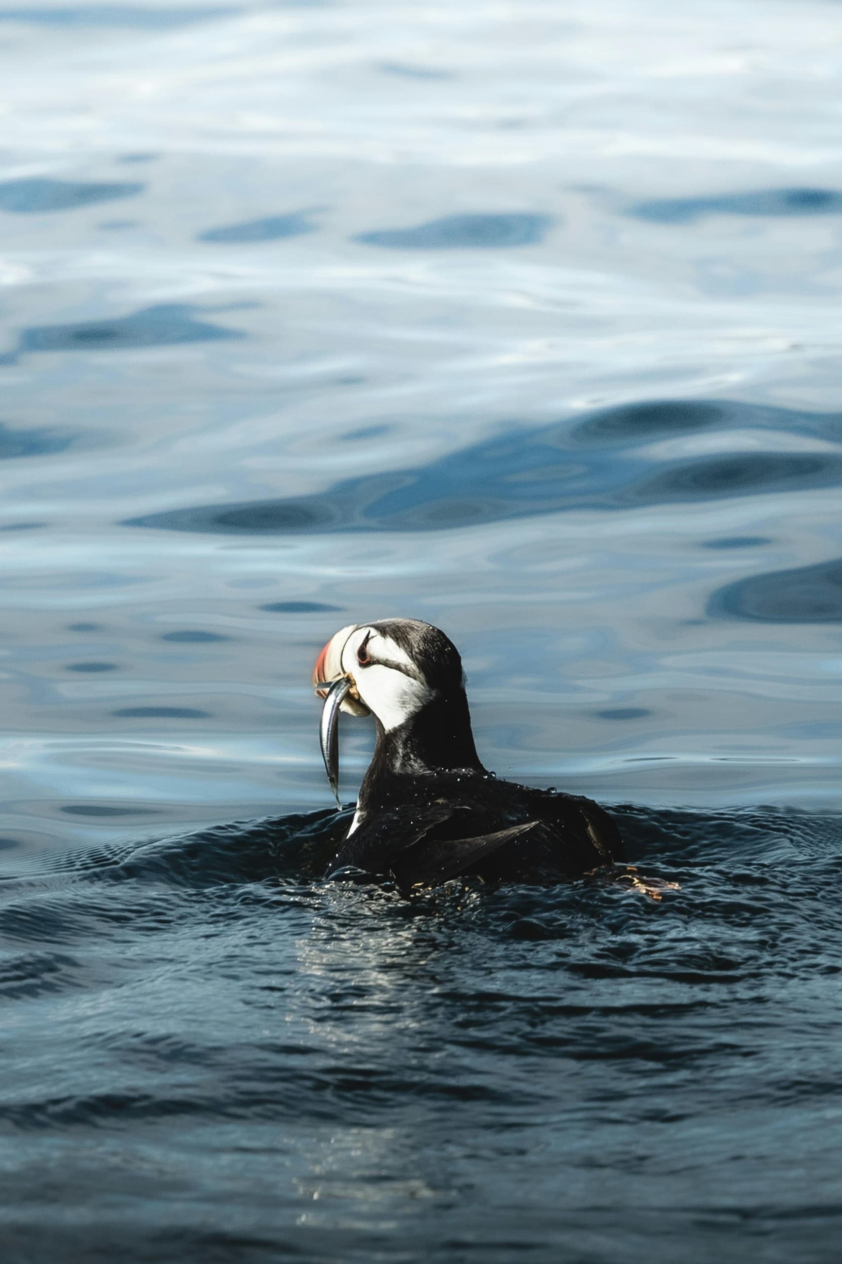 Wildlife Snorkelling with Pembrokeshire Boat Charters