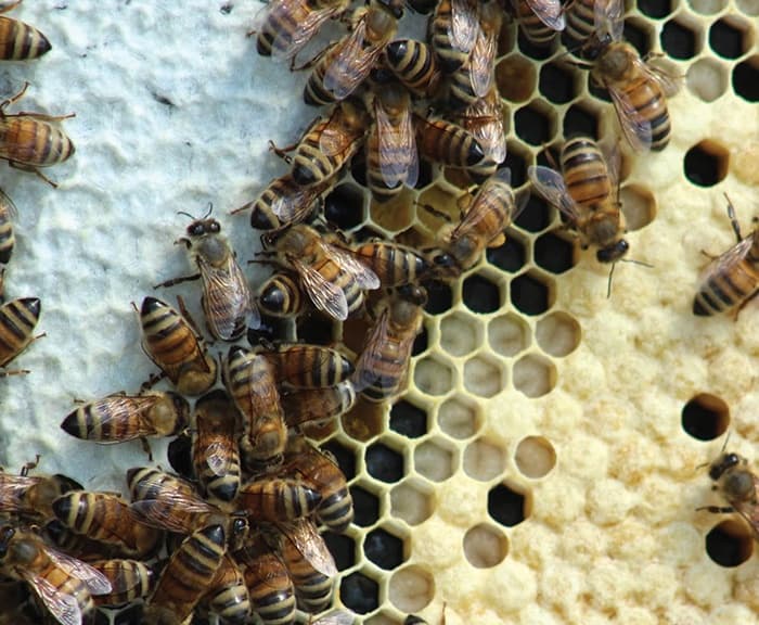 Closeup honeycomb with worker bees on farm apiary frame