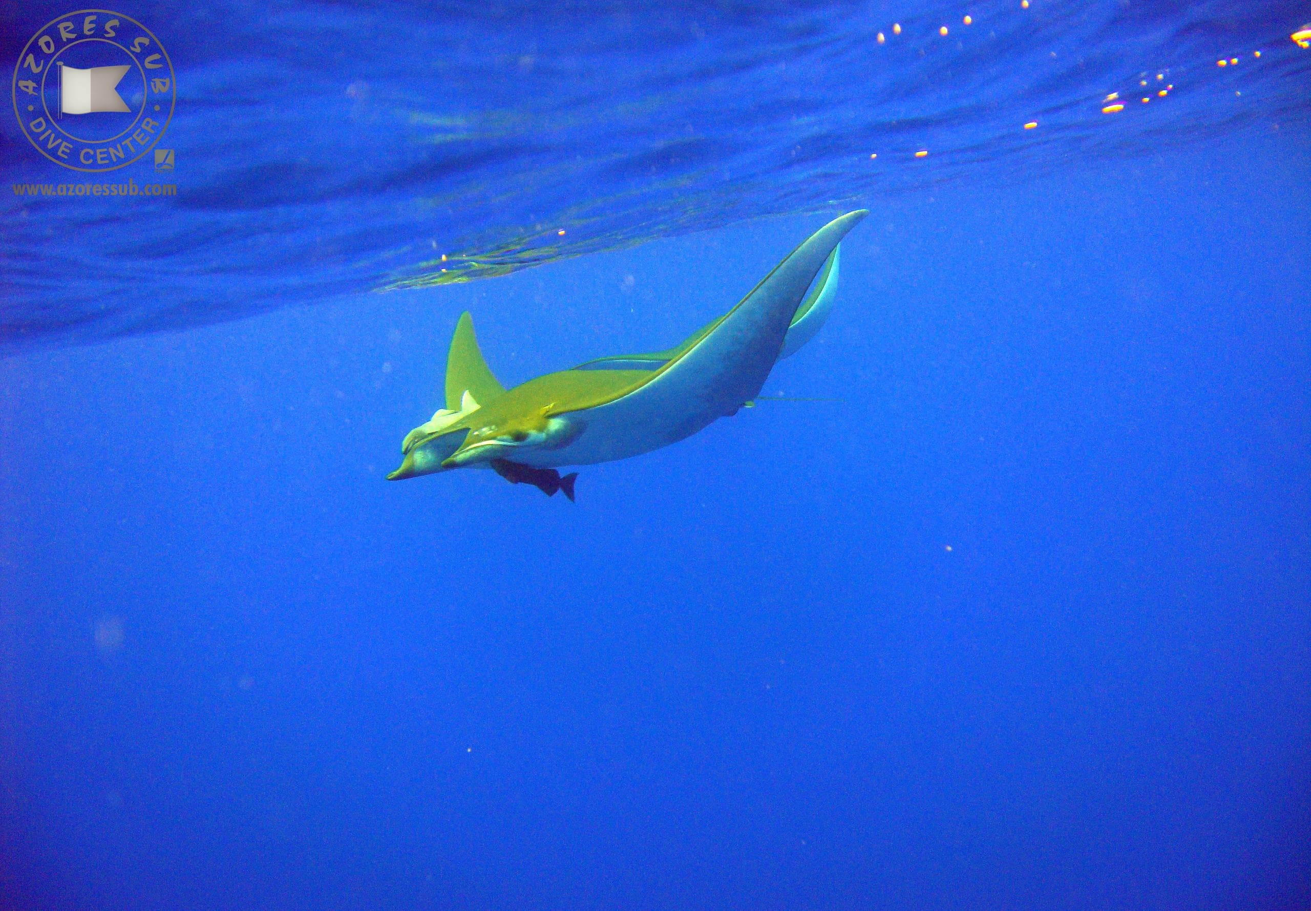 Underwater Diving at Manta Blue Spot with Azores Sub