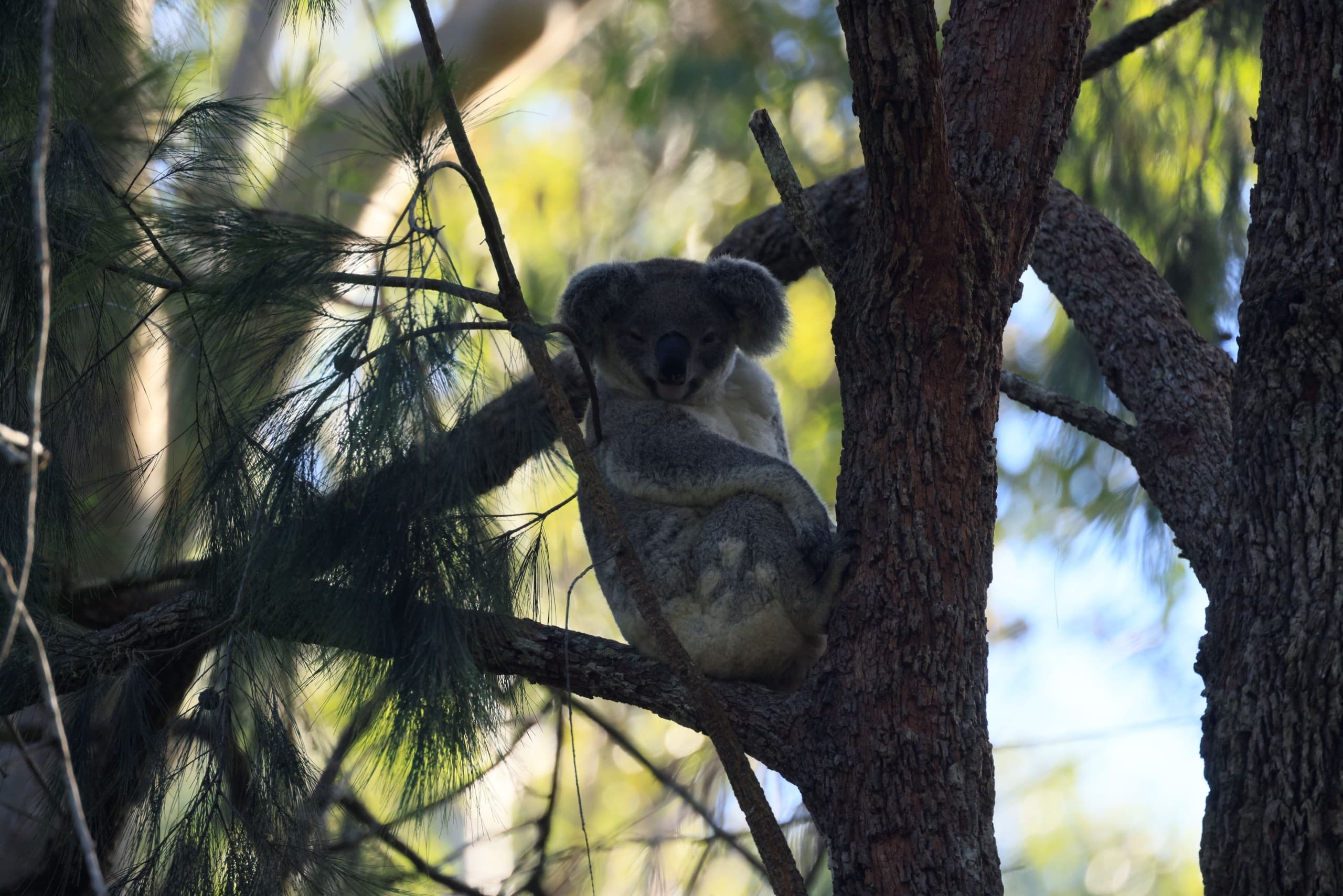 Koala Conservation Australia: Guulabaa Wild Breeding Tour