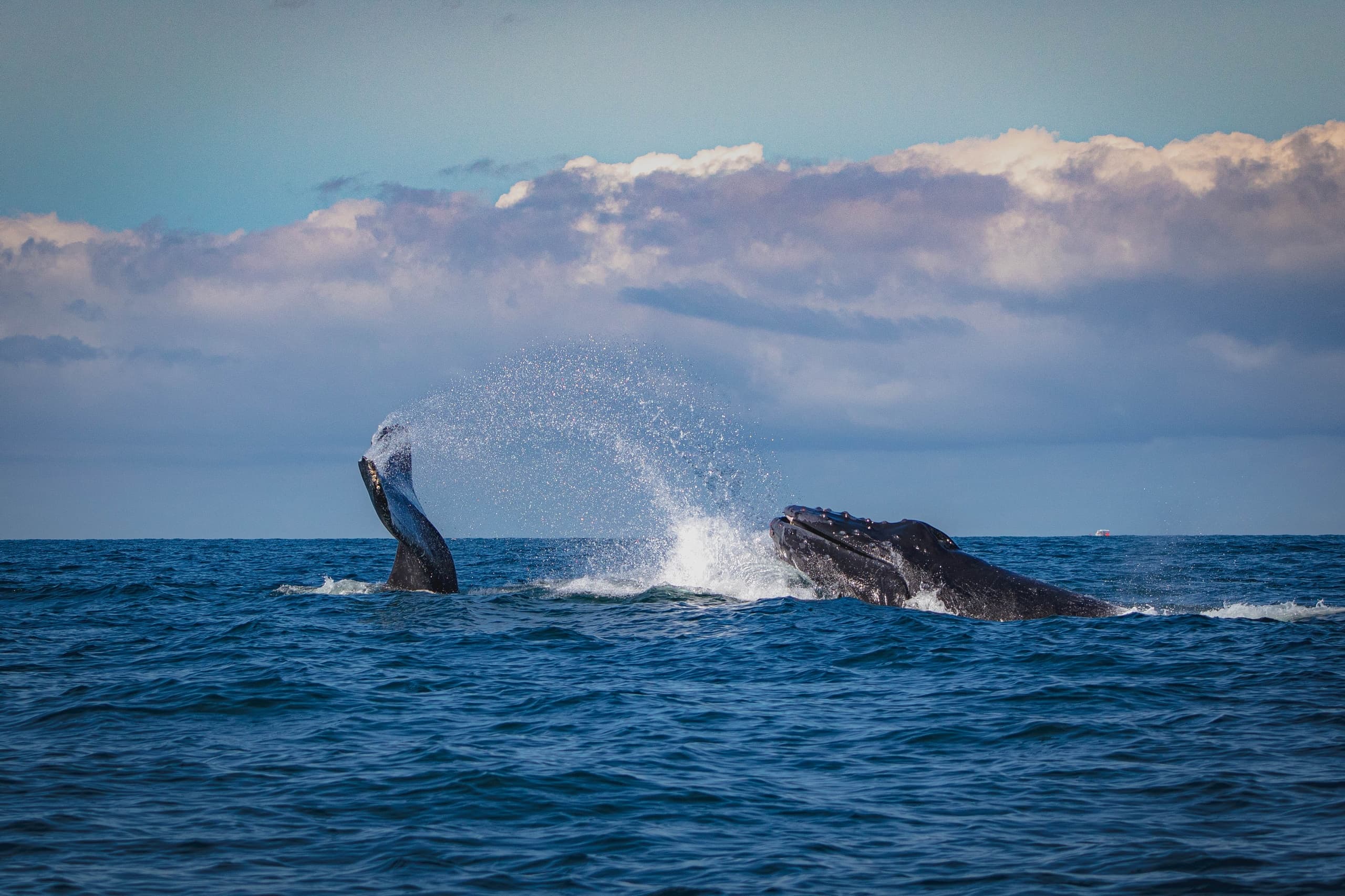 Two humpback whales tail-slapping in open ocean horizon