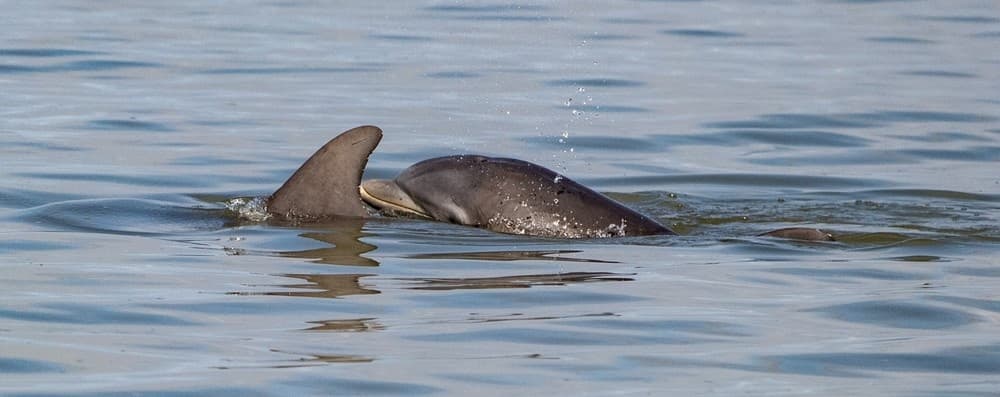Guided Jet Ski Dolphin Tours at Margaritaville FMB by Adventure Watersports