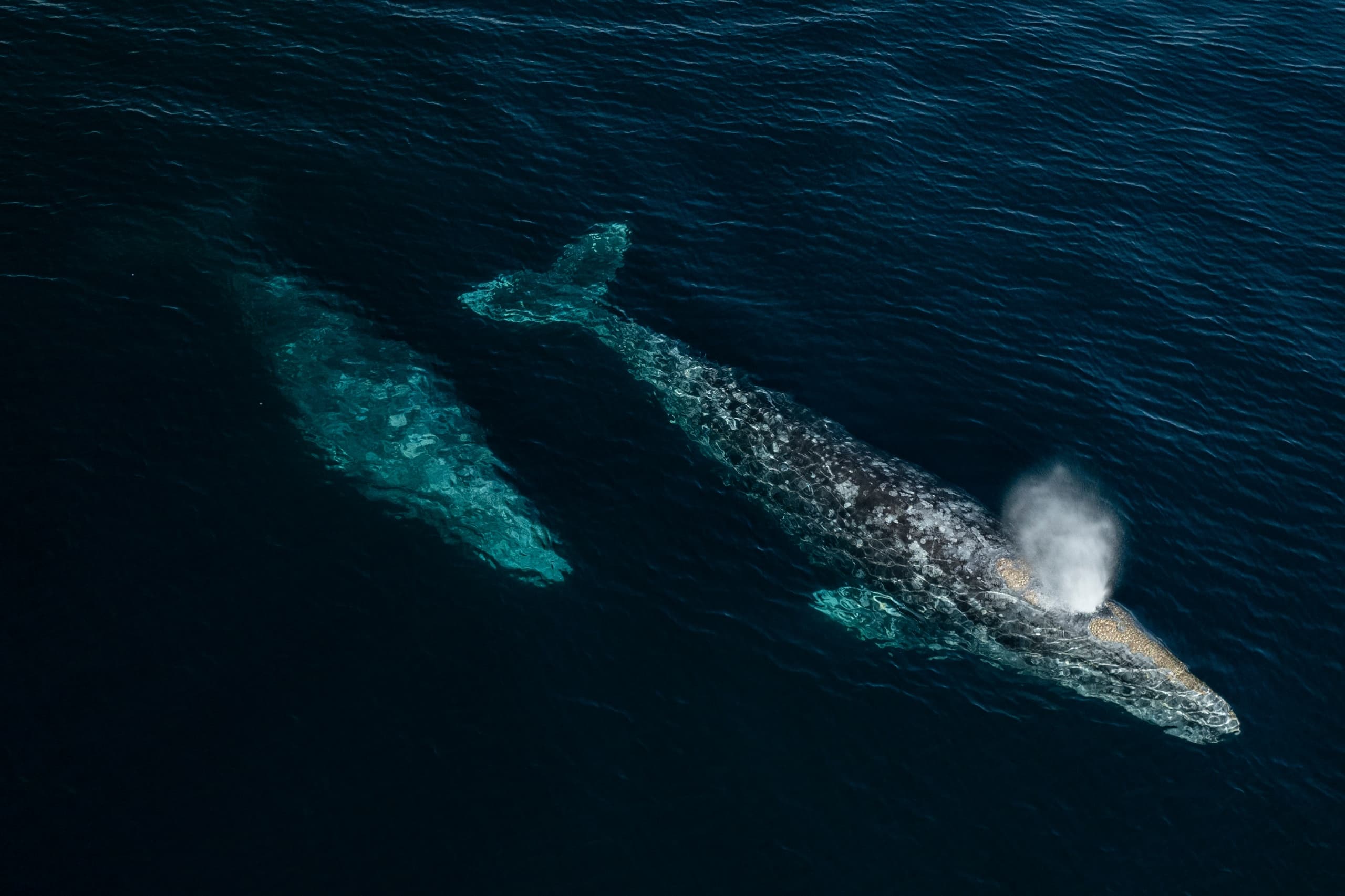 Santa Barbara Whale Watch team