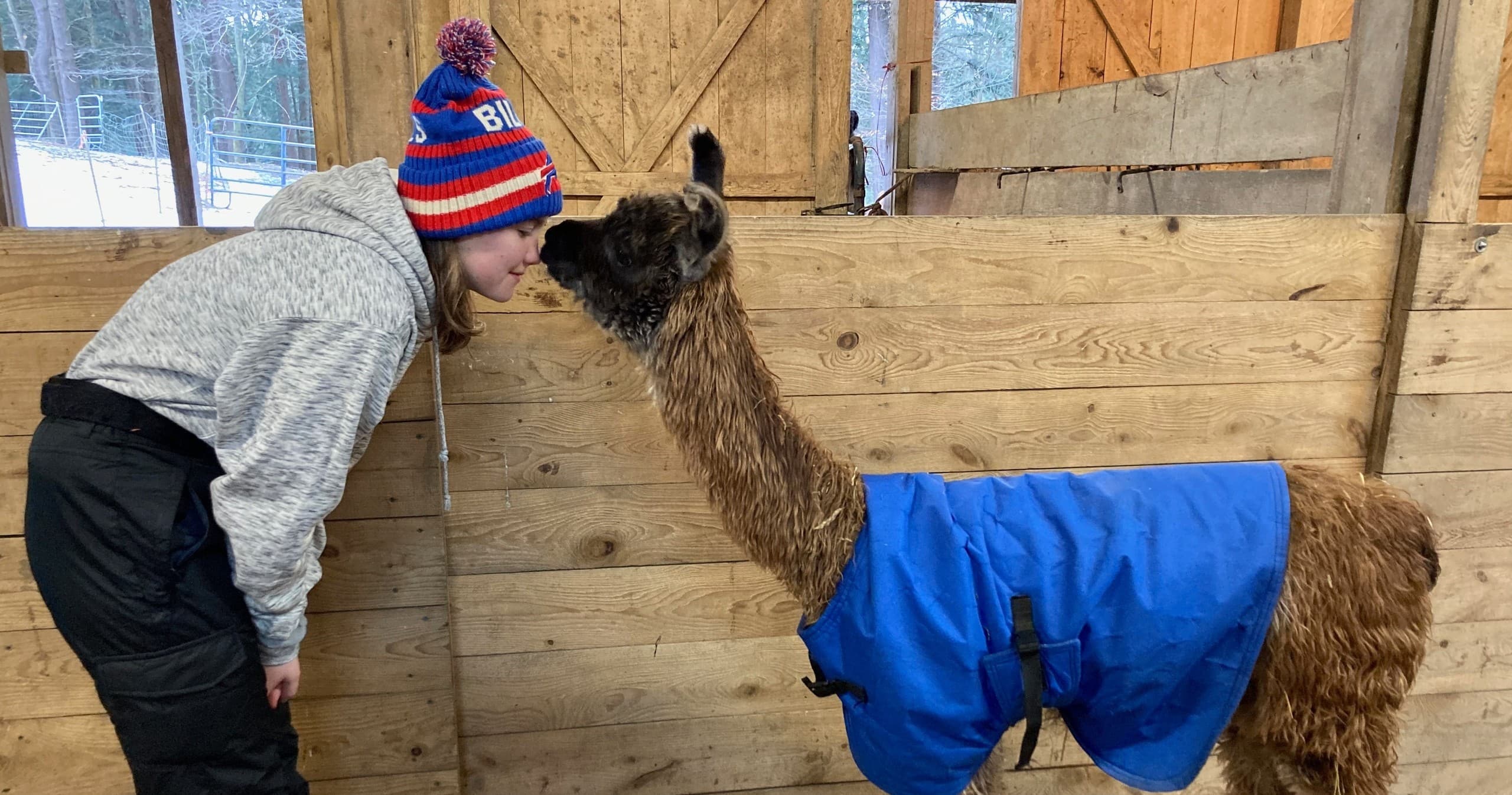 Child kissing llama inside barn wearing coat during farm visit