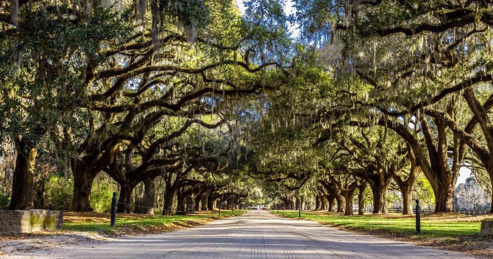Explore Boone Hall Plantation in Mount Pleasant, SC