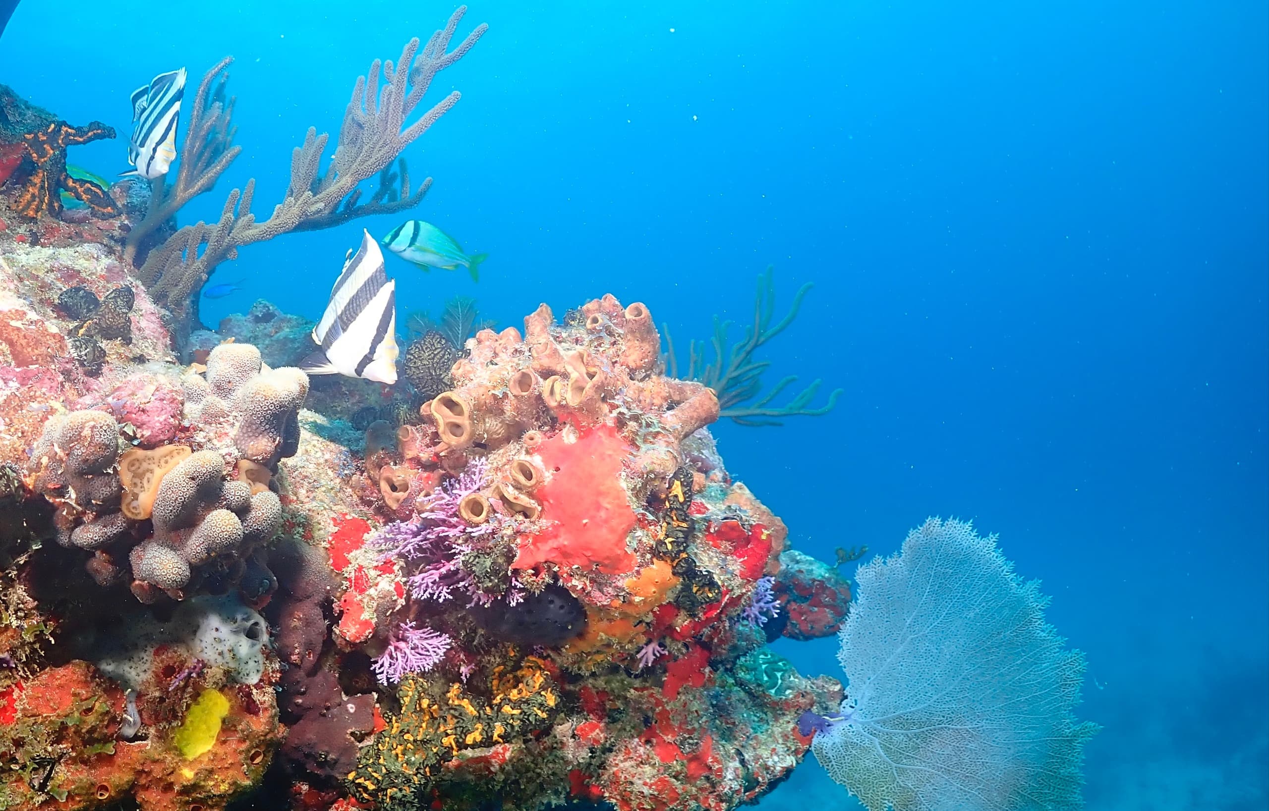 Vibrant coral reef panorama teeming with tropical fish