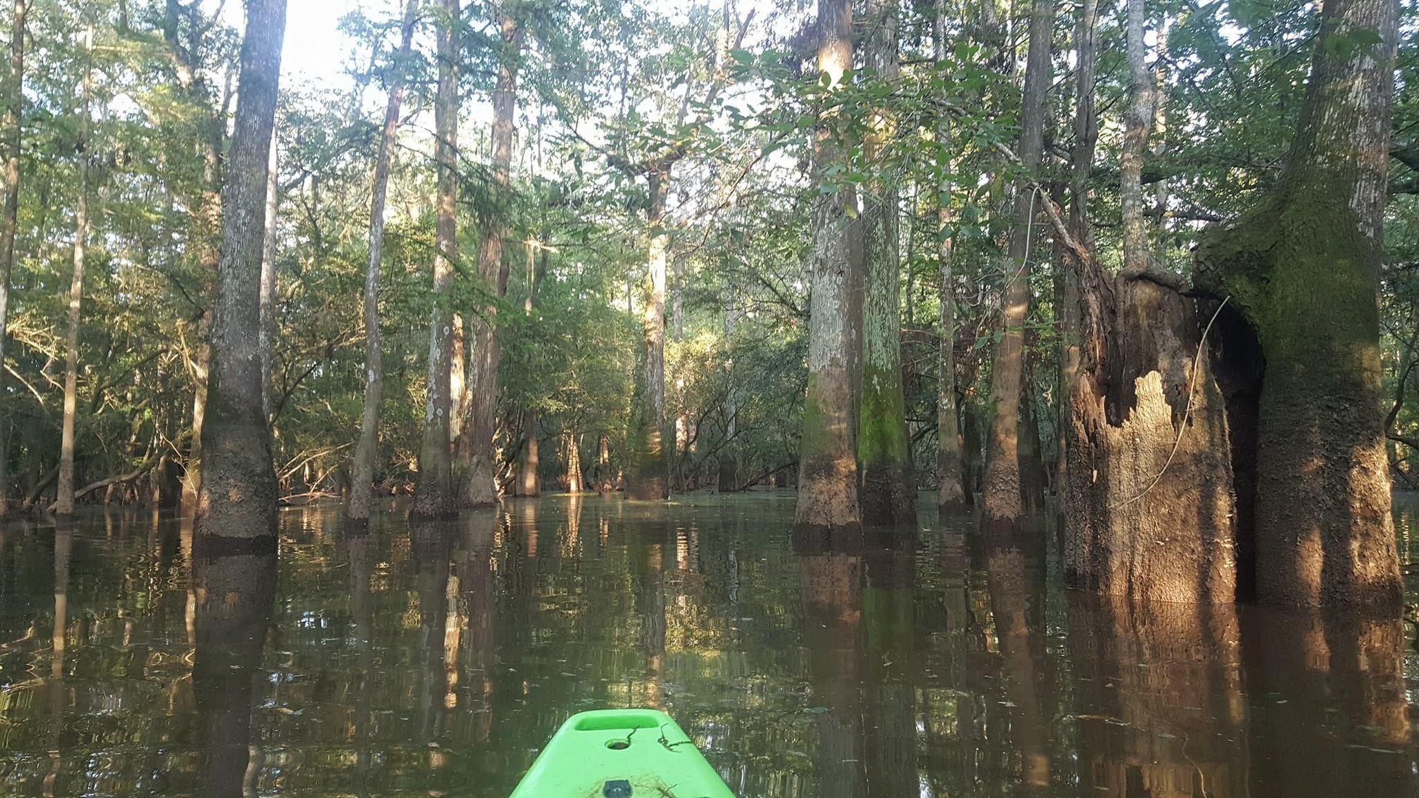 First-person kayak view gliding through narrow cypress channel