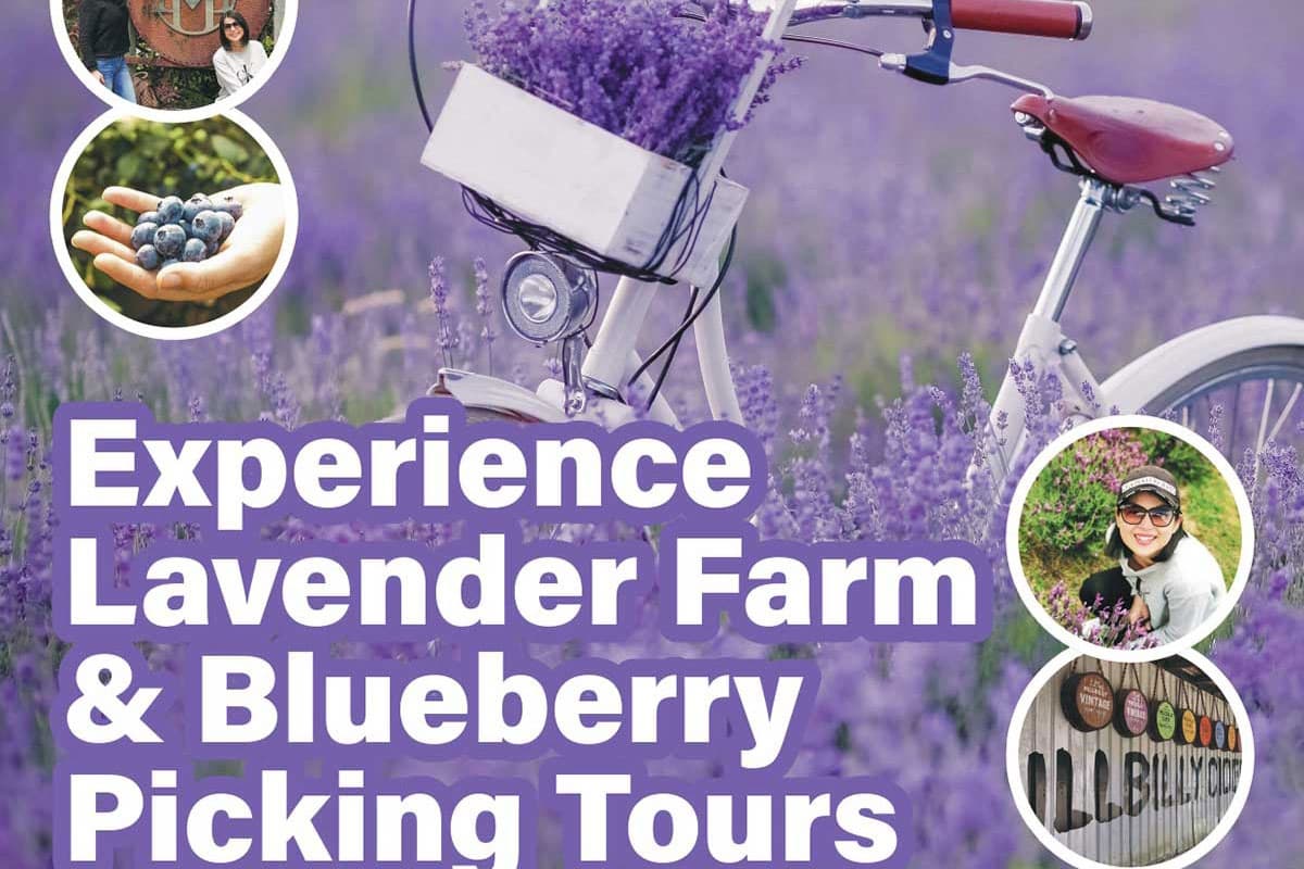 Bicycle in lavender field during lavender and blueberry picking tour