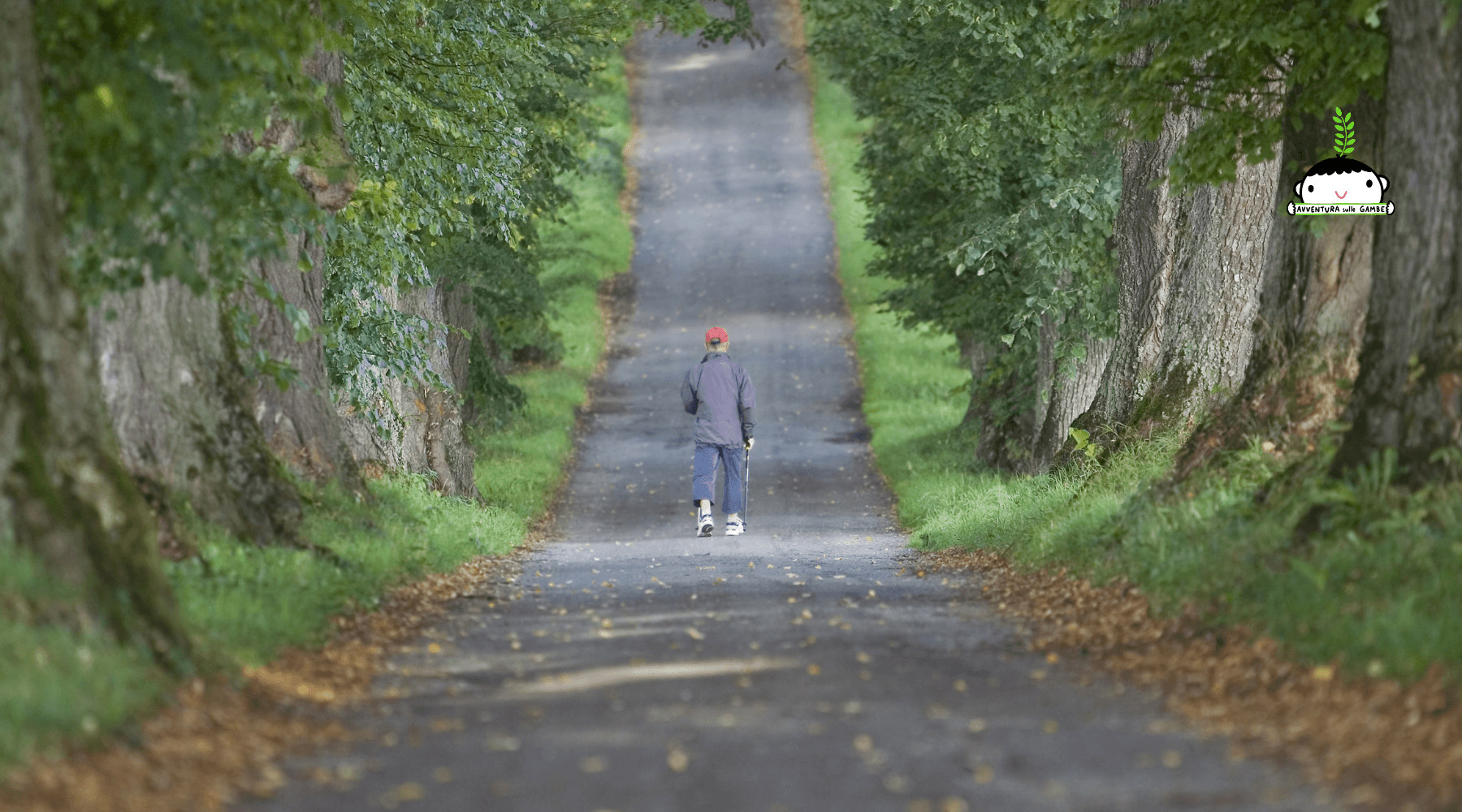 Walker on tree-lined country avenue, peaceful forest walk