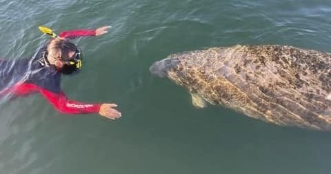 Manatee Swim Tour by Conchy Charters in Crystal River