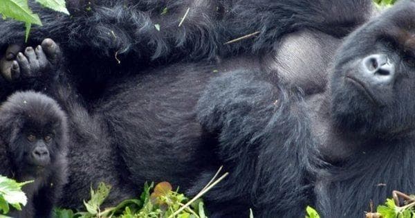 Land Adventure: Kent Safari Tours Uganda Trekking Journey