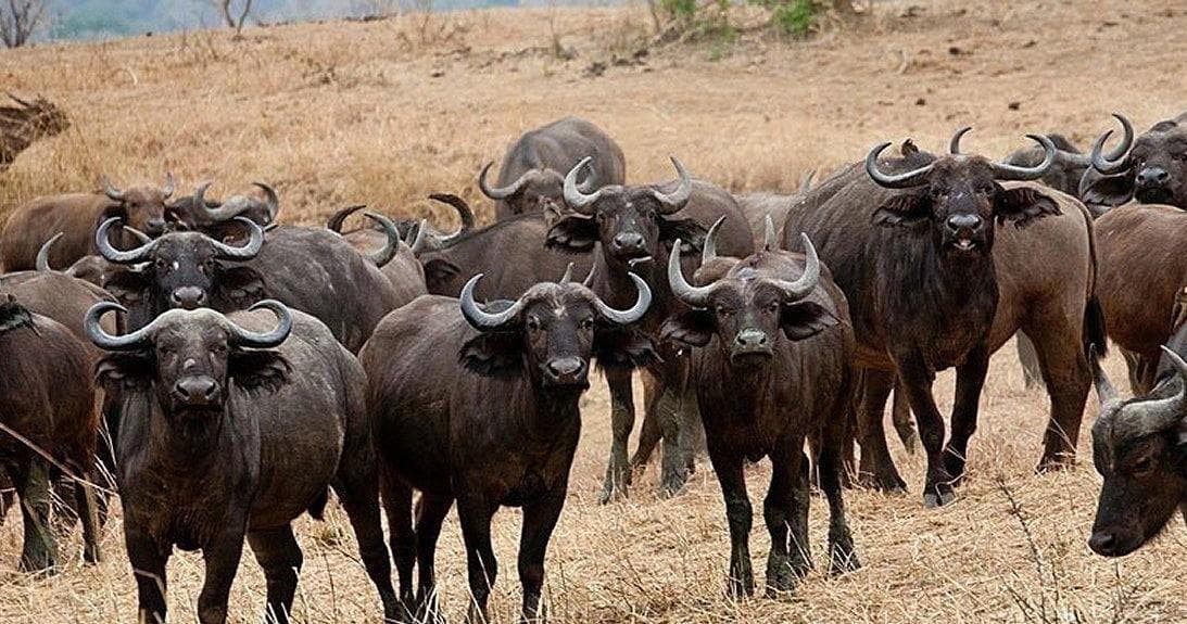 Wildlife & Hiking Adventure with Kent Safari Tours at Kidepo Valley