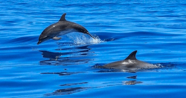 Big Boat Dolphin & Shelling Tour in Madeira Beach, FL