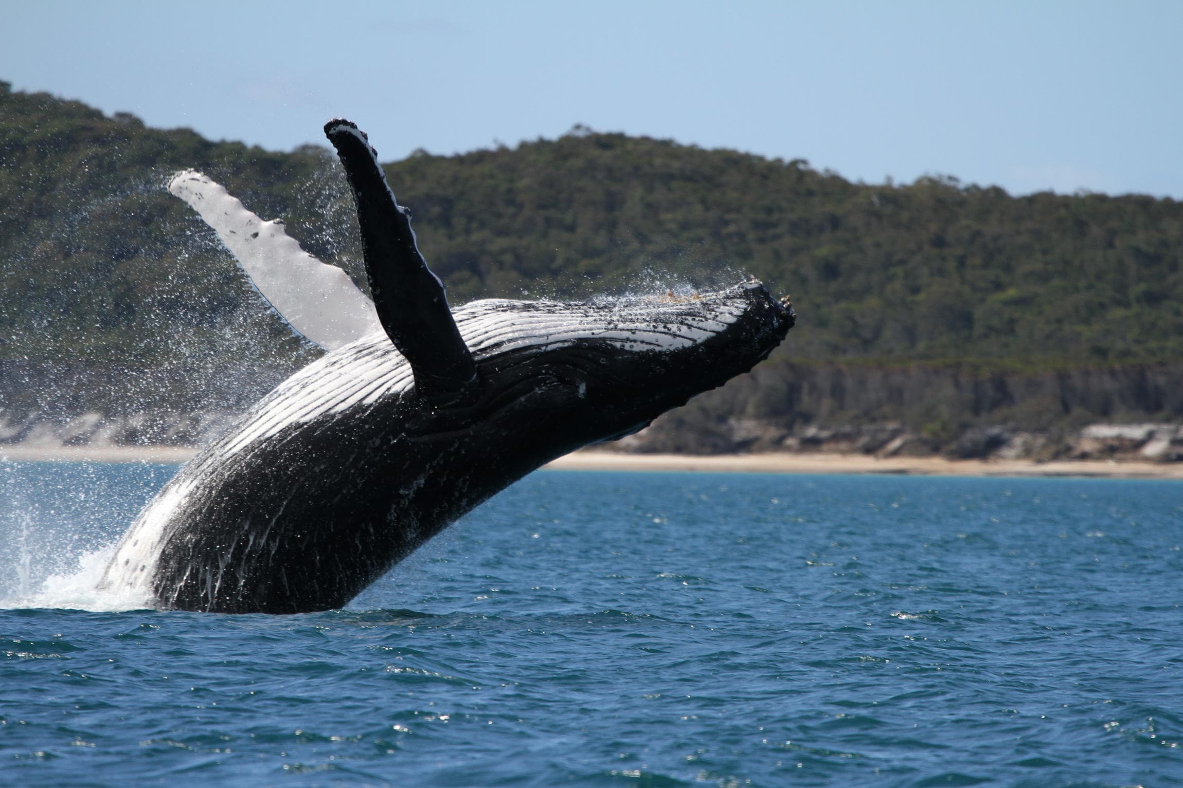Humpback whale breaching offshore near rocky coast on tour
